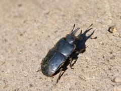 Hololepta