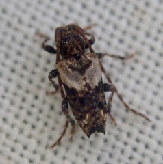 Pogonocherus hispidus