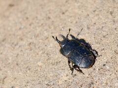 Hololepta