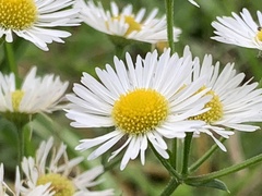 Erigeron annuus