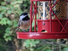 Poecile carolinensis