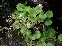 Saxifraga