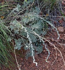 Artemisia frigida