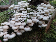 Clitocybula abundans