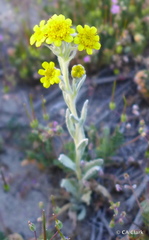 Monolopia stricta