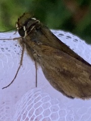 Poanes viator