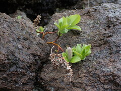Salix arctica