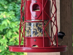 Poecile carolinensis