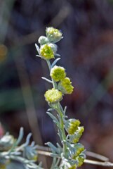 Artemisia frigida