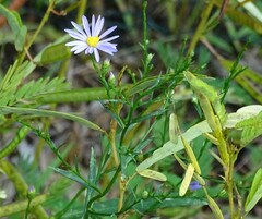 Symphyotrichum oolentangiense