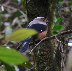 Dendrocitta cinerascens