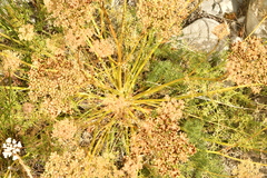 Ligusticum ferulaceum