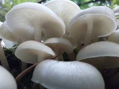 Clitocybula abundans