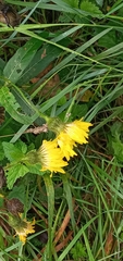 Sonchus arvensis