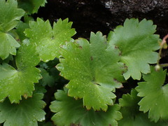 Saxifraga