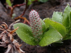 Salix arctica