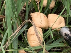 Agrocybe pediades