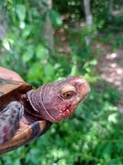Terrapene carolina mexicana