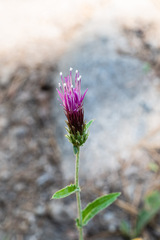 Cirsium andersonii