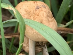 Agrocybe pediades