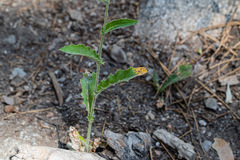 Cirsium andersonii