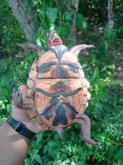 Terrapene carolina mexicana