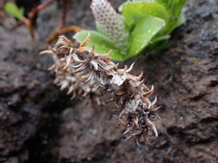 Salix arctica