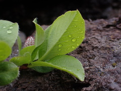 Salix arctica