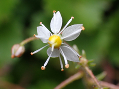 Saxifraga