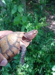 Terrapene carolina mexicana