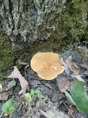 Polyporus radicatus