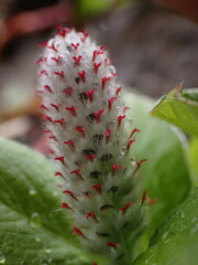 Salix arctica