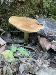 Polyporus radicatus