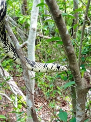 Spilotes pullatus