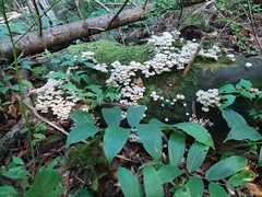 Clitocybula abundans