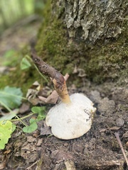 Polyporus radicatus