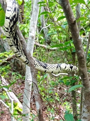Spilotes pullatus