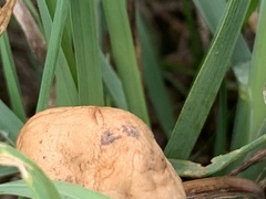 Agrocybe pediades