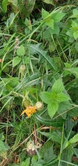 Sonchus arvensis
