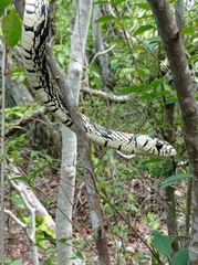 Spilotes pullatus