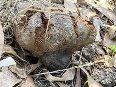 Pisolithus tinctorius