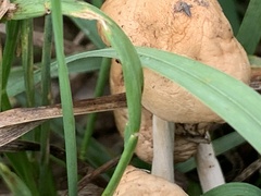 Agrocybe pediades