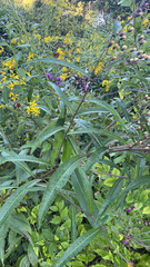 Vernonia noveboracensis