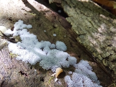 Ceratiomyxa