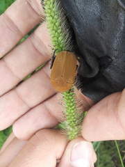 Hologymnetis cinerea