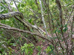 Spilotes pullatus
