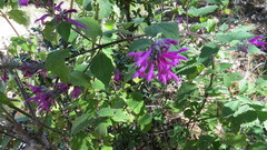 Salvia purpurea
