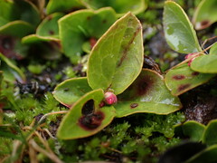 Gaultheria humifusa