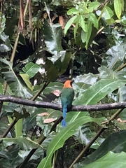 Baryphthengus martii