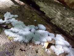 Ceratiomyxa